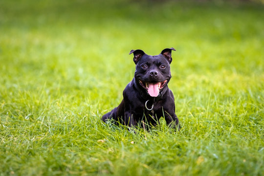 Stamford bullterier sitting on the grass
