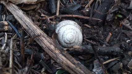 snail on the ground