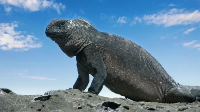 Iguanas de islas gal&aacute;pagos, ecuador, sur america