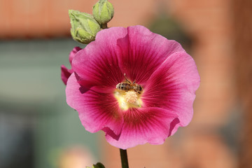 Stockrose mit Biene in der Blüte
