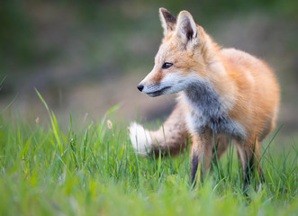Red fox kit in the wild