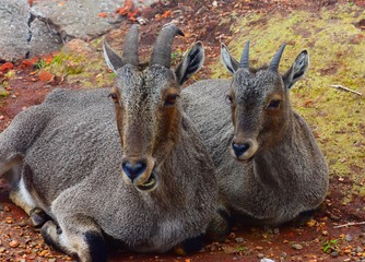 NIlgiri tahr