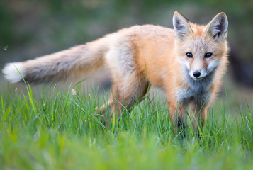 Red fox kit in the wild