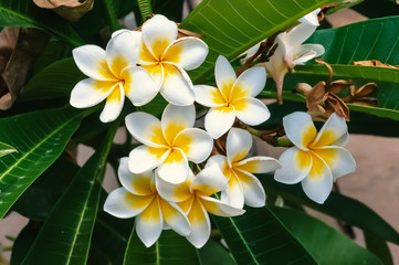 Obraz na płótnie Canvas White plumeria flowers and leaves, floral background