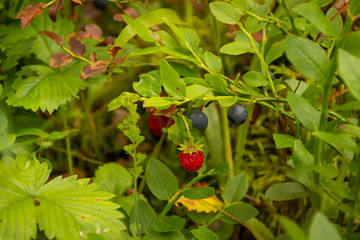 Obraz na płótnie Canvas wild strawberry and blackberry