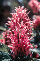 Background with wild pink orchids on blurred backdrop