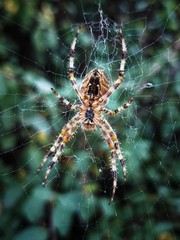 spider on the web
