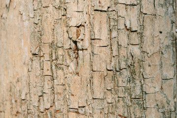 tree bark texture fine quality wood