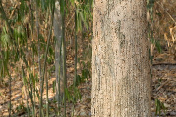 Obraz premium Teak:Tectona grandis. One of world’s most valuable tropical hardwoods. High tensile strength.