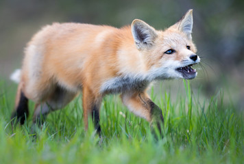 Obraz premium Red fox kit in the wild