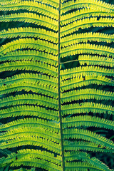 symmetric macro fern leaf with needles