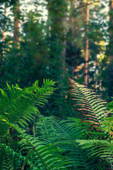Abstract background with green fern leaves