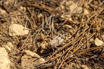 Brown grasshopper (Caelifera) camouflaged on a field soil with stones and pine needles