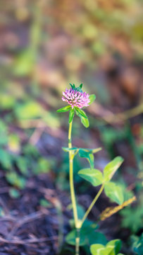 Meadow clover flower on blurred background