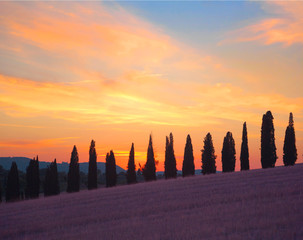 Beautiful landscape panorama in Tuscany with an avenue of cypress trees in the sunset.