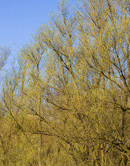 Fototapeta premium a maple tree blooming