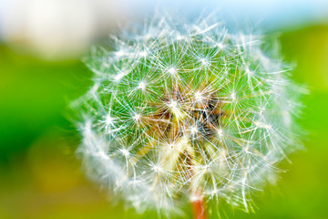 White dandelion on a background of greenery close-up