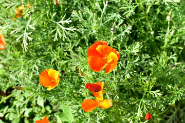 Flowers Escholzia red and yellow California on the ridge