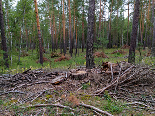 A stump from a felled tree and a heap of branches in a pine forest in summer in Siberia. Russia. Pesopoval. Forest felling. Wood harvesting. Mobile photo.