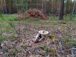 A stump from a felled tree and a heap of branches in a pine forest in summer in Siberia. Russia. Pesopoval. Forest felling. Wood harvesting. Firewood preparation. Mobile photo.