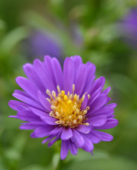 Petite fleur mauve