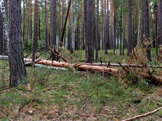 A felled pine tree lies in a pine forest in summer. Russia. Siberia. Logging. Mobile photo.
