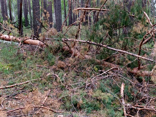 A felled pine tree lies in a pine forest in summer. Russia. Siberia. Logging. Mobile photo.