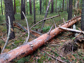 A felled pine tree lies in a pine forest in summer. Russia. Siberia. Logging. Mobile photo.