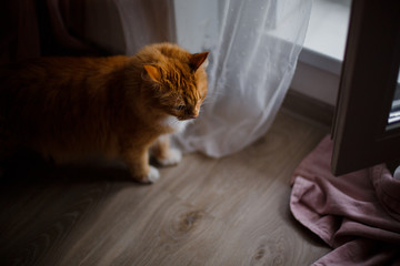 a ginger cat sits in an apartment by an open door and looks at the street