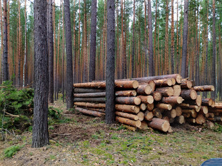 Sawed logs lie in a pine forest in summer. Russia. Siberia. Logging. Forestry. Nature management. Mobile photo..