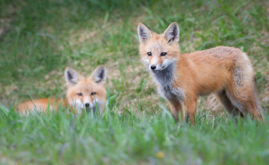 Obraz premium Red fox kit in the wild