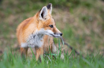 Red fox kit in the wild