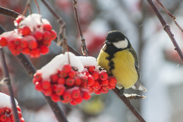 Bird titmouse in the winter Siberian forest