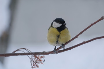 Bird titmouse in the winter Siberian forest