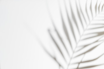 Abstract white clean background with shadow from palm or monstera leaves. Gray shadow photo overlay. Tropical tree leaves. Black and white blurred texture with copy space and mockup.