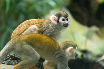 Common Squirrel Monkeys (Saimiri sciureus).