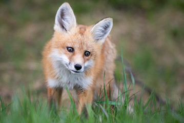Red fox kit in the wild