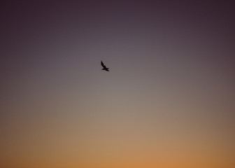 Fototapeta na wymiar Seagull in the sky over the ocean