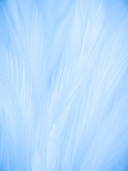 Obraz premium Beautiful abstract colorful white and blue feathers on white background and soft white feather texture on blue pattern and blue background, feather background, blue banners