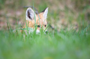 Red fox kit in the wild