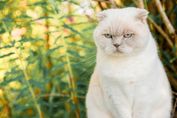 Naklejka na ściany i meble Funny portrait of short-haired domestic white kitten on green backyard background. British cat walking outdoors in garden on summer day. Pet care health and animals concept.