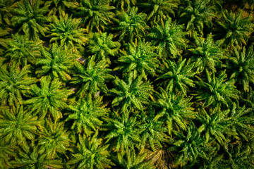 Aerial view of a palm oil industrial tree plantation pattern
