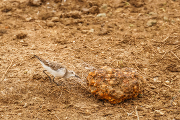 Common sandpiper (Actitis hypoleucos) in his natural habitat, Queen Elizabeth National Park, Uganda.