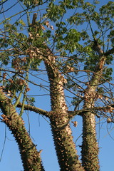 puchowiec wspaniały © Agnieszka