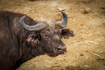An old male african buffalo ( (Syncerus caffer), Queen Elizabeth National Park, Uganda.
