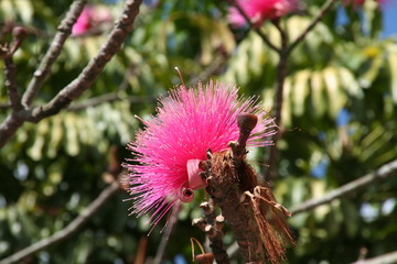 egzotyczny różowy kwiat na drzewie, Kuba © Agnieszka