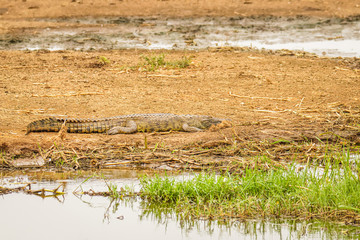 Nile Crocodile ( Crocodylus niloticus) at the Kazinga Channel, Queen Elizabeth National Park, Uganda.	
