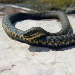 Selective focus on the reptile's head. Common Water Snake (Natrix). The snake Natrix lies on a white stone. Python is black and orange. The Mora snake looks ahead. Square footage.