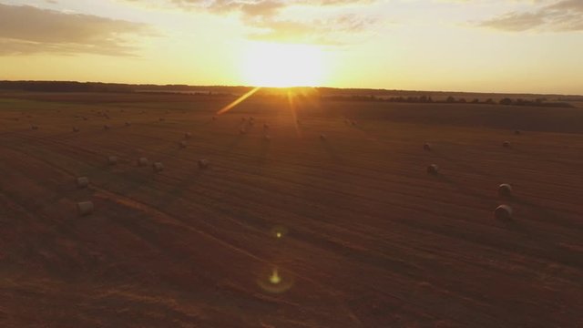 Hay Rolls In Harvested Agricultural Fields On A Sunny Evening At Sunset. Aerial Flying Forward Pedestal-Down