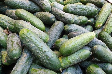 medium-quality fresh organic cucumbers, full screen, selective focus